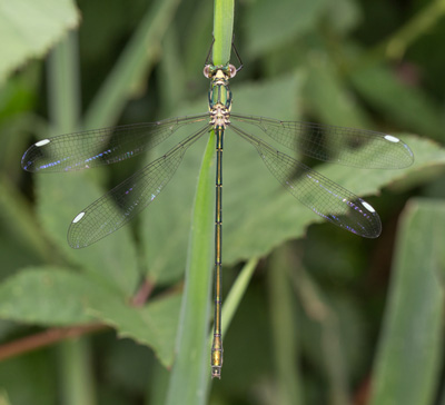 Synlestes weyersii